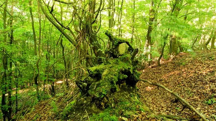 Knorrige Baumwurzel am Wegesrand Eine mit Moos bedeckte knorrige Baumwurzel ragt aus dem Waldboden hervor, umgeben von dichtem Laubwerk.