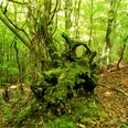Knorrige Baumwurzel am Wegesrand Eine mit Moos bedeckte knorrige Baumwurzel ragt aus dem Waldboden hervor, umgeben von dichtem Laubwerk.