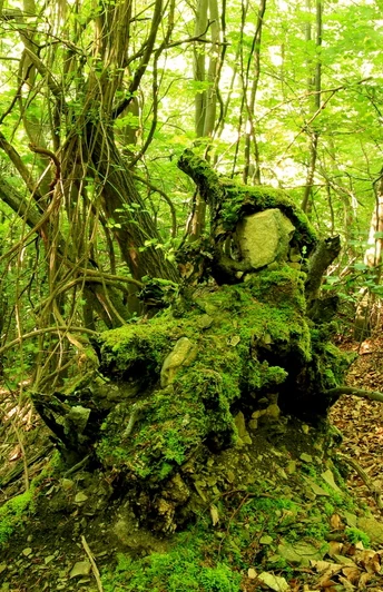 Knorrige Baumwurzel am Wegesrand Eine mit Moos bedeckte knorrige Baumwurzel ragt aus dem Waldboden hervor, umgeben von dichtem Laubwerk.