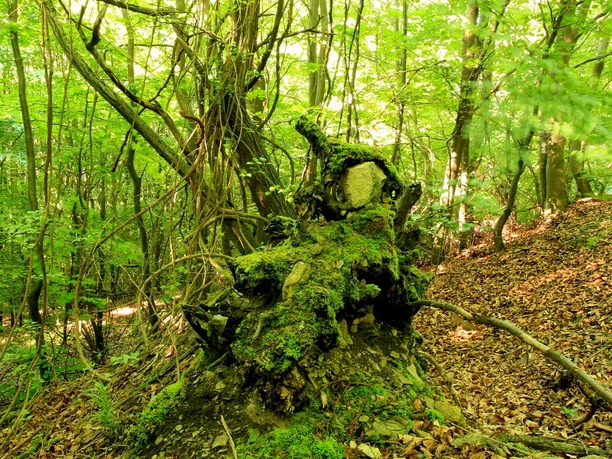 Knorrige Baumwurzel am Wegesrand Eine mit Moos bedeckte knorrige Baumwurzel ragt aus dem Waldboden hervor, umgeben von dichtem Laubwerk.