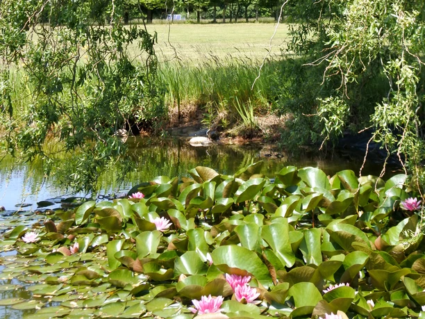 Teichidylle am Golfplatz Königshof Sittensen Teichidylle am Golfplatz Königshof Sittensen