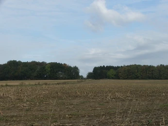 Blick auf abgeerntetes Feld mit angrenzendem Wald unter einem teils bewölkten, blauen Himmel.