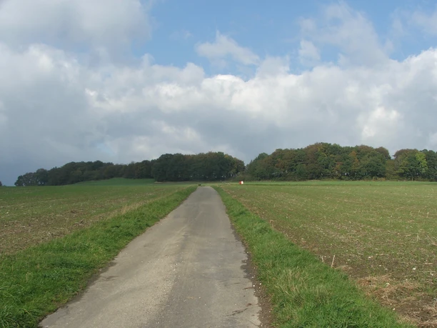 Blick auf die Hörster Egge Wanderweg führt über sanfte Hügel zu einer bewaldeten Anhöhe unter einem bewölkten Himmel.