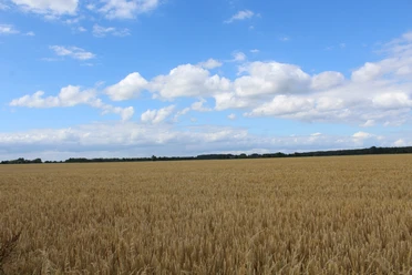 Weizenfeld Weites Weizenfeld unter blauem Himmel mit vereinzelten Wolken, Horizont mit Bäumen begrenzt.