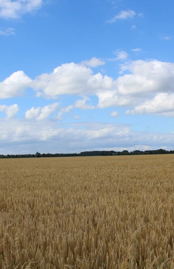 Weizenfeld Weites Weizenfeld unter blauem Himmel mit vereinzelten Wolken, Horizont mit Bäumen begrenzt.