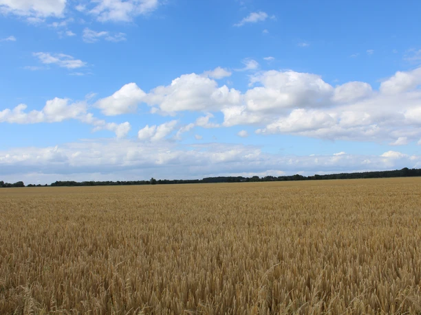 Weizenfeld Weites Weizenfeld unter blauem Himmel mit vereinzelten Wolken, Horizont mit Bäumen begrenzt.