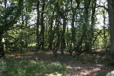 Light-flooded forest with dense oak trees and lush undergrowth.