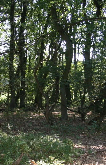 Light-flooded forest with dense oak trees and lush undergrowth.