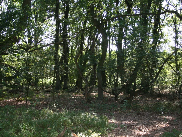 Light-flooded forest with dense oak trees and lush undergrowth.