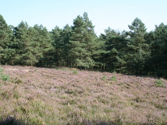 Heath landscape with blooming heather in front of a dense pine forest under a clear sky.
