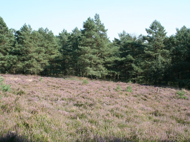 Heath landscape with blooming heather in front of a dense pine forest under a clear sky.