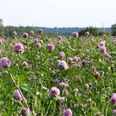 Blumen Kleefeld Ein blühendes Feld voller lila Kleeblüten erstreckt sich bis zum Horizont, flankiert von Bäumen.