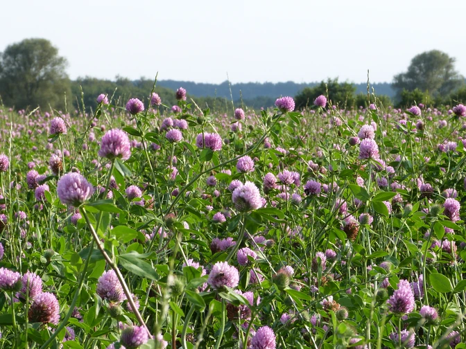 Blumen Kleefeld Ein blühendes Feld voller lila Kleeblüten erstreckt sich bis zum Horizont, flankiert von Bäumen.