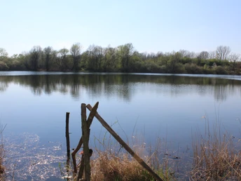 Ein ruhiger See umgeben von Bäumen spiegelt den klaren Himmel wider, eingerahmt von Schilfgras.