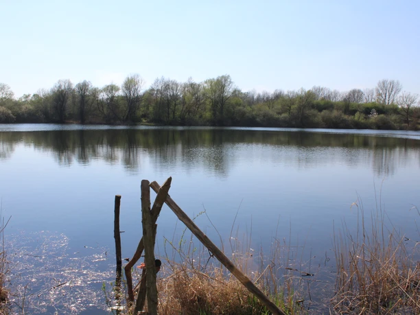 Die Rolle Ein ruhiger See umgeben von Bäumen spiegelt den klaren Himmel wider, eingerahmt von Schilfgras.