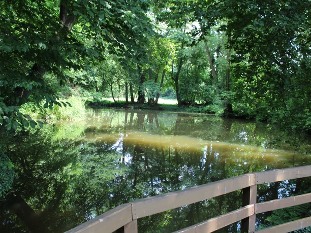 Plaggen Mühle Döhren Dichte Baumkronen spiegeln sich im ruhigen Wasser eines Waldparks, aufgenommen von einer Holzbrücke.
