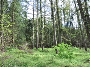 Bäume braucht das Land