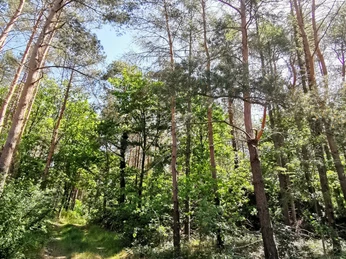 Bäume braucht das Land