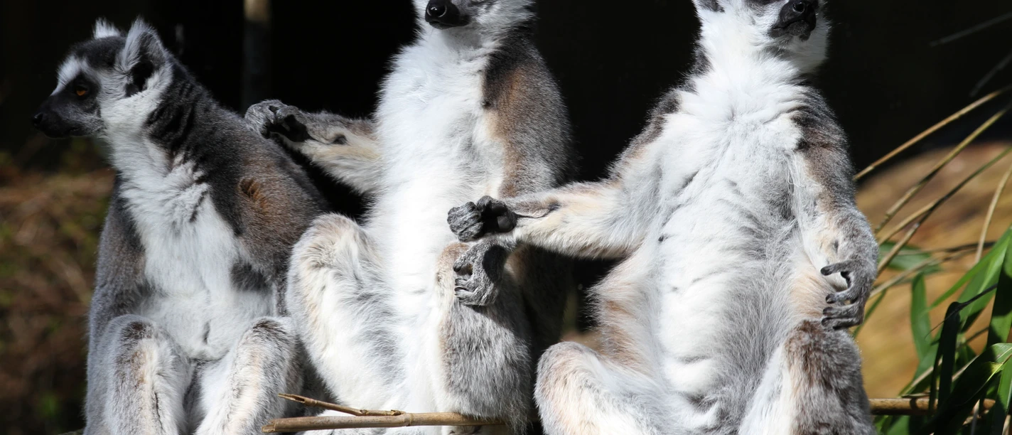Wingster Waldzoo - drei Kattas Three ring-tailed lemurs sit side by side on a rock in the sunlight at Wingster Forest Zoo.