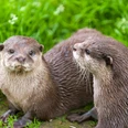 Zoo in der Wingst_Paar Zwergotter Zwei Zwergotter im Wingster ZooTwo dwarf otters at Wingster ZooTo dværgotter i Wingster ZooTwee dwergotters in de Wingster Zoo