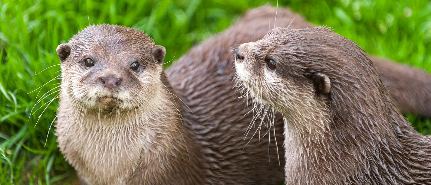 Zoo in der Wingst_Paar Zwergotter To dværgotter i Wingster Zoo