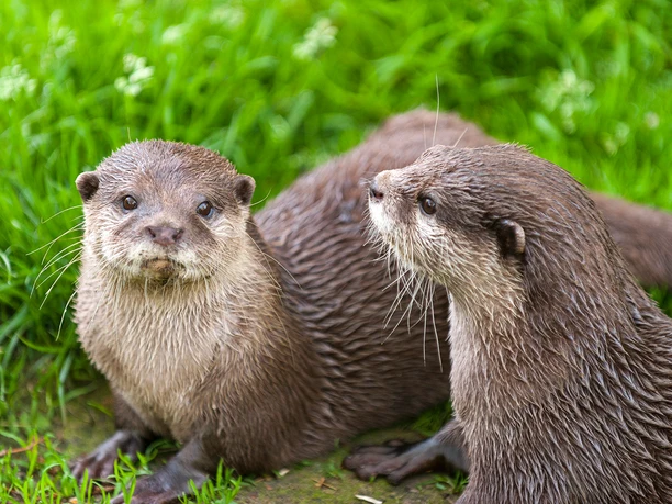 Zoo in der Wingst_Paar Zwergotter Zwei Zwergotter im Wingster Zoo
