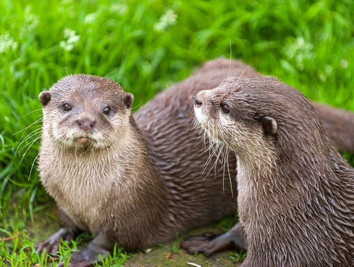 Zoo in der Wingst_Paar Zwergotter Zwei Zwergotter im Wingster ZooTwo dwarf otters at Wingster ZooTo dværgotter i Wingster ZooTwee dwergotters in de Wingster Zoo