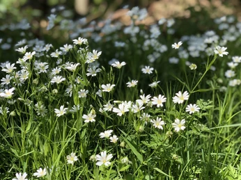 Weiße Blüten erstrecken sich auf grüner Wiese unter strahlendem Sonnenschein, Schattenspiele im Hintergrund.