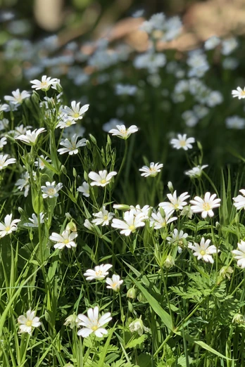 Weiße Blüten erstrecken sich auf grüner Wiese unter strahlendem Sonnenschein, Schattenspiele im Hintergrund.
