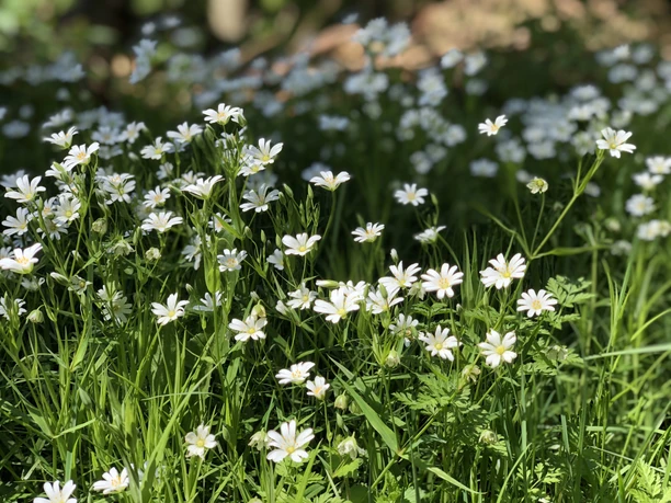 Witte bloesems strekken zich uit over een groene weide in de felle zon, schaduwen spelen op de achtergrond.