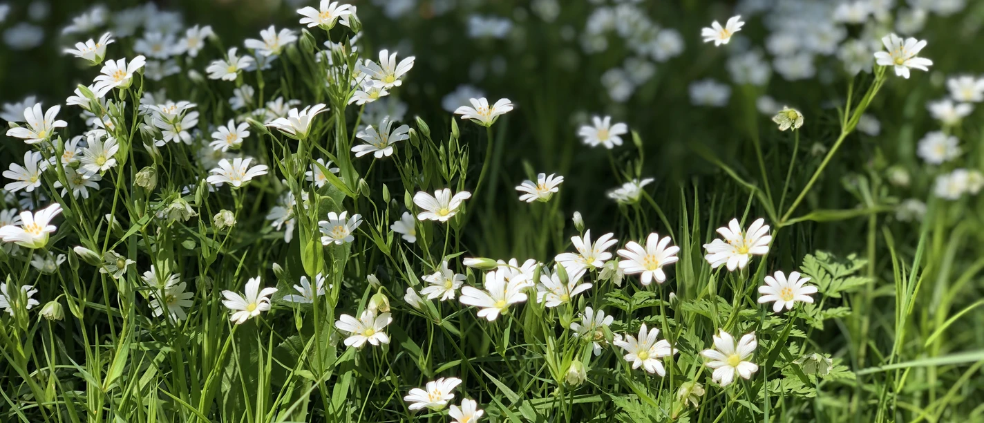 Wiese Weiße Blüten erstrecken sich auf grüner Wiese unter strahlendem Sonnenschein, Schattenspiele im Hintergrund.