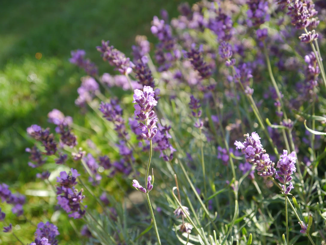 Blumen Lavendelbüsche mit sattem Grün im Hintergrund, die violette Blüten in der Sonne strahlen lassen.
