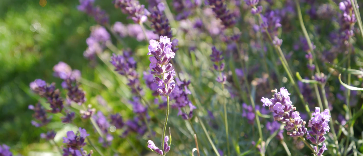 Blumen Lavendelbüsche mit sattem Grün im Hintergrund, die violette Blüten in der Sonne strahlen lassen.