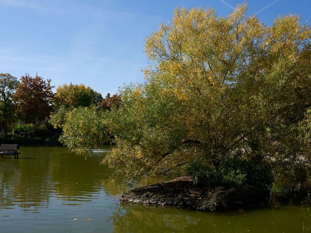 Ein großer Teich mit einer kleinen, baumbewachsenen Insel, umgeben von herbstlich gefärbten Bäumen.