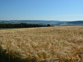 Weizenfeld auf sanften Hügeln unter klarem, blauem Himmel. Panoramablick auf Wald und entfernte Felder.