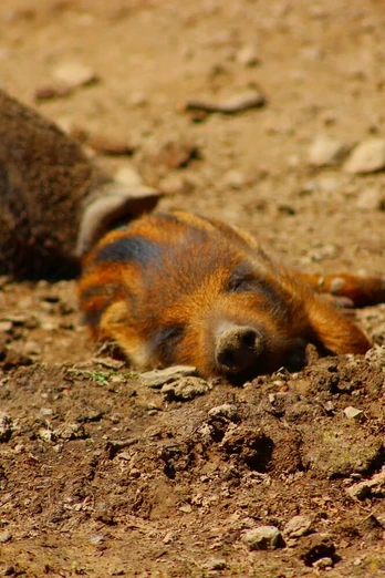 Frischling im Tierpark Sababurg Frischling im Tierpark Sababurg
