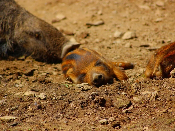 Frischling im Tierpark Sababurg Frischling im Tierpark Sababurg