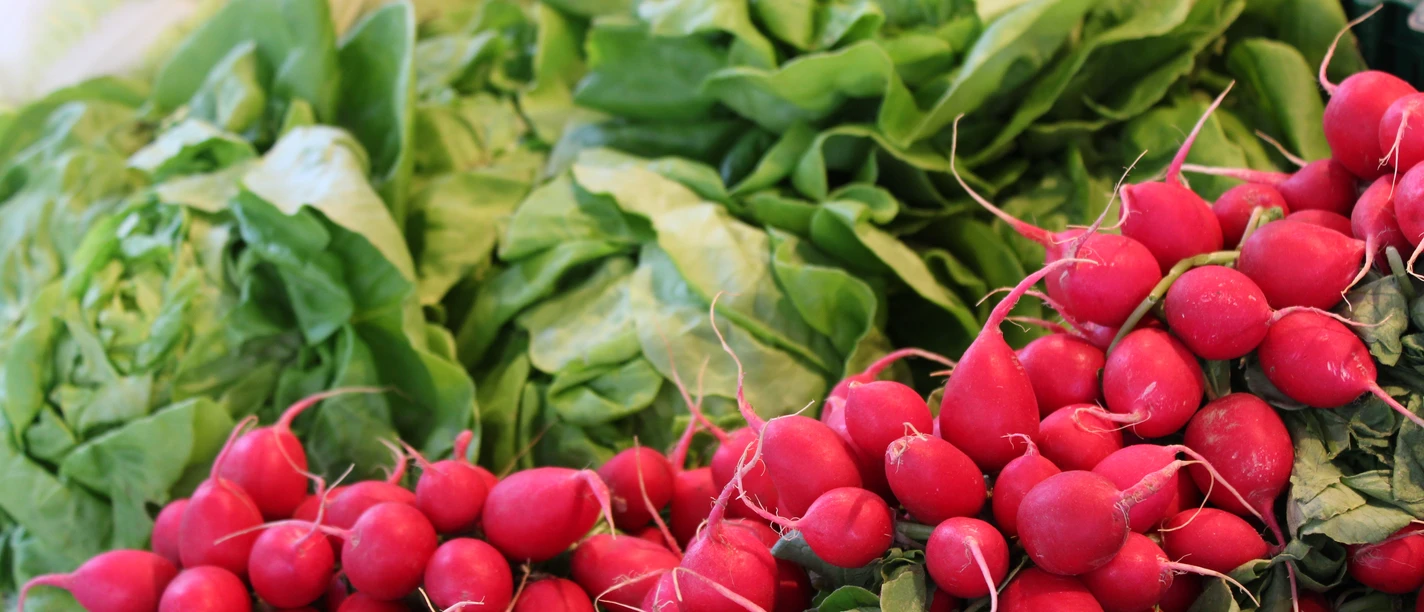 Obst und Gemüse Frisches Gemüse mit lebhaften roten Radieschen und grünen Salatblättern, einladend aufgestapelt.