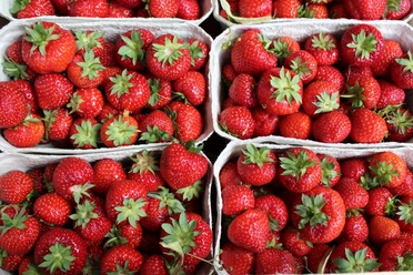 Frische, leuchtend rote Erdbeeren in sechs Pappschalen, mit grünen Kelchen, dicht aneinandergereiht.