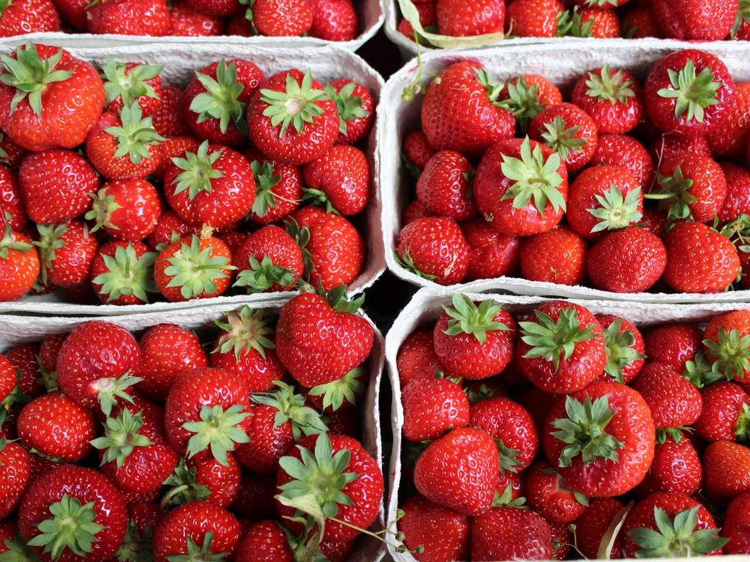Frische, leuchtend rote Erdbeeren in sechs Pappschalen, mit grünen Kelchen, dicht aneinandergereiht.