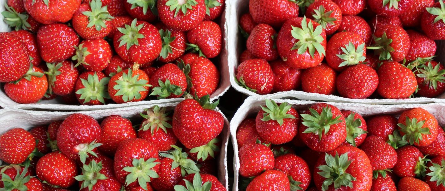 Frische, leuchtend rote Erdbeeren in sechs Pappschalen, mit grünen Kelchen, dicht aneinandergereiht.