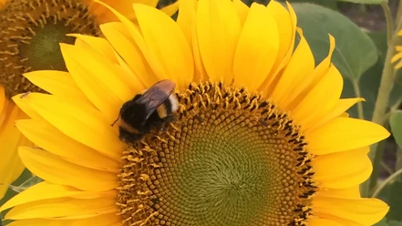Eine Hummel sitzt auf einer strahlend gelben Sonnenblume, saugt Nektar und verleiht ihr Leben.