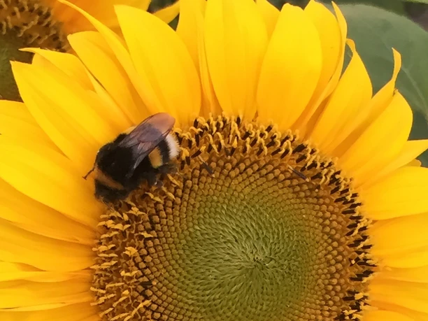 Imkermuseum Thedinghausen Eine Hummel sitzt auf einer strahlend gelben Sonnenblume, saugt Nektar und verleiht ihr Leben.