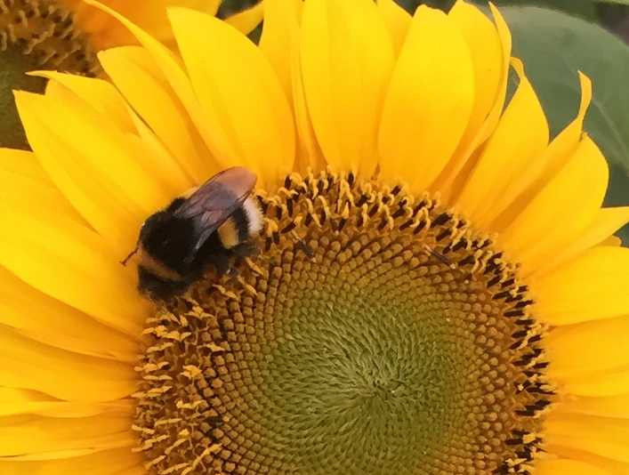 Imkermuseum Thedinghausen Eine Hummel sitzt auf einer strahlend gelben Sonnenblume, saugt Nektar und verleiht ihr Leben.