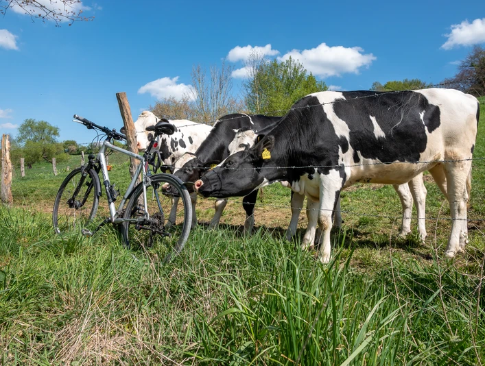 Radweg Brücken und Grenzen_Kuehe_auf_Weide radweg-brucken-und-grenzen-kuehe-auf-weidebike-path-bridges-and-borders-cows-on-pasturecykel-sti-broer-og-grænser-køer-på-græsgangefietspad-bruggen-en-grenzen-koeien-op-weide