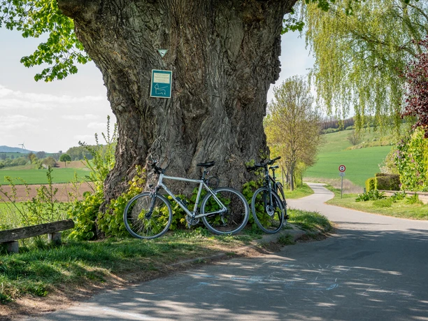 Two bicycles lean against a mighty old lime tree at the edge of the path with a view over fields and hills.