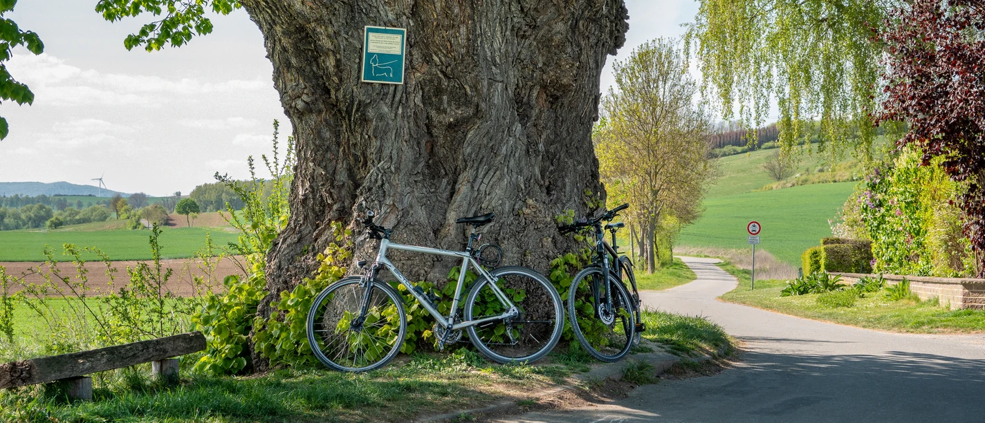 Alte_Linde Zwei Fahrräder lehnen an einer mächtigen alten Linde am Wegesrand mit Blick über Felder und Hügel.
