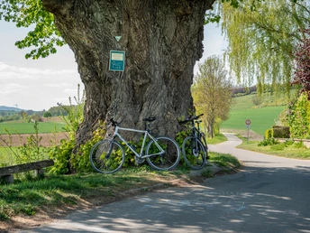 Alte_Linde alte-linde