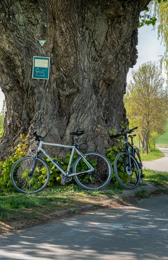 Alte_Linde Zwei Fahrräder lehnen an einer mächtigen alten Linde am Wegesrand mit Blick über Felder und Hügel.