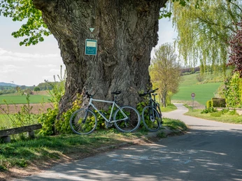 Alte_Linde alte-lindeold lime treegammelt lindetræoude linde